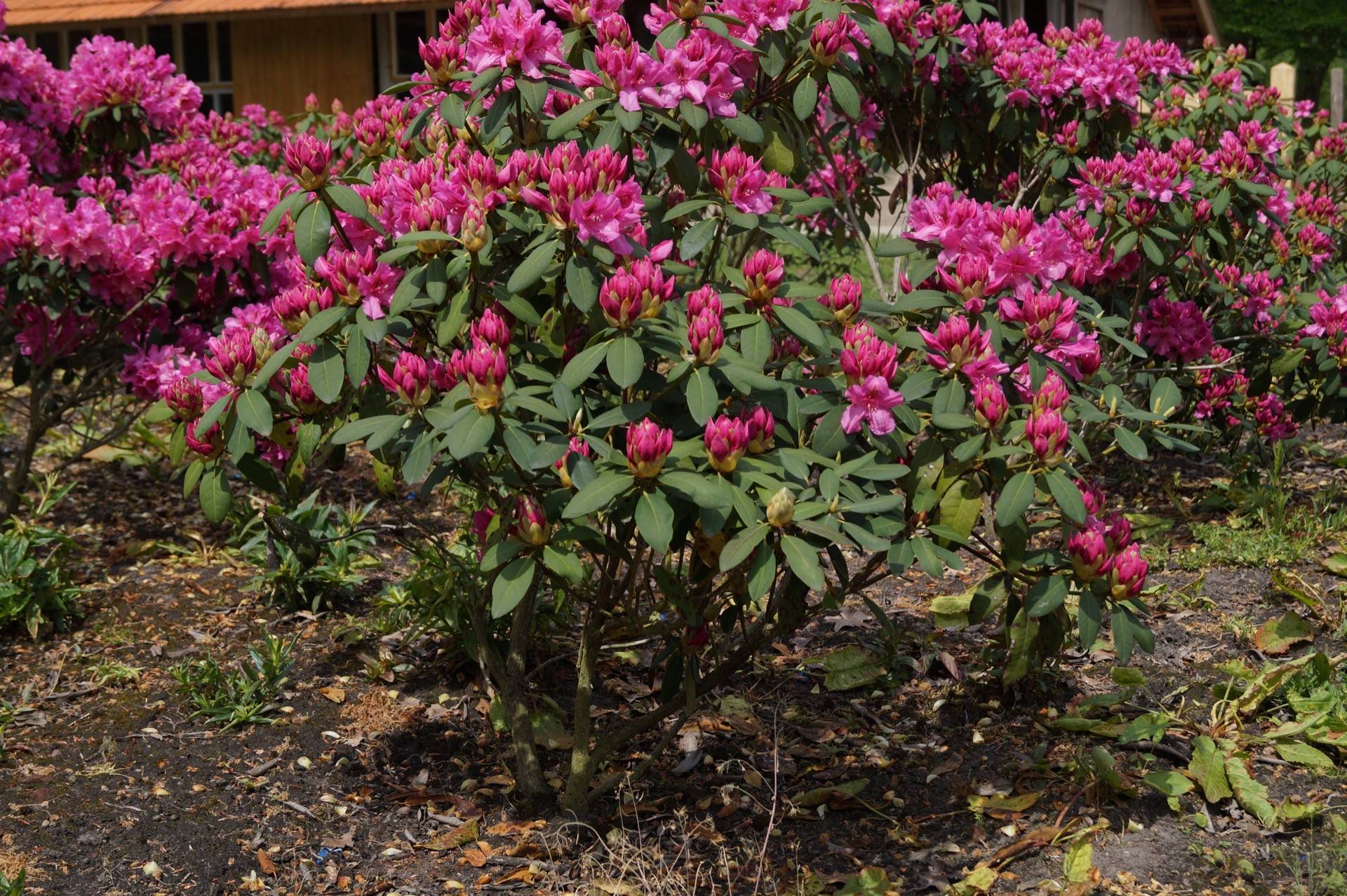 Rhododendron Salvini_04